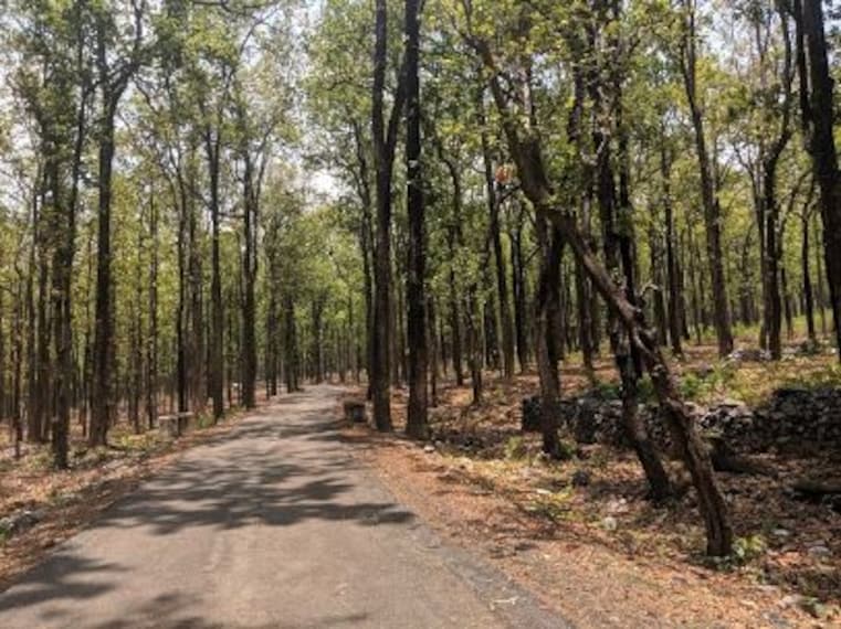 Sitabani reserve forest 2